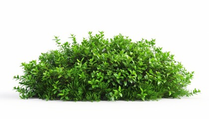 Fototapeta premium Green shrub isolated on a white background