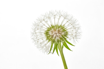 Closeup of a dandelion seed head with white background