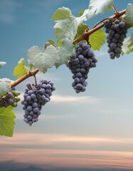 Stylish Vine Border: Grapes and Plant PNG