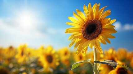 Bright sunflower in a sunny field, capturing nature's beauty with vibrant yellow petals against a clear blue sky, perfect for outdoor themes.