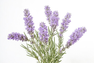Fototapeta premium Lavender Flowers on White Background