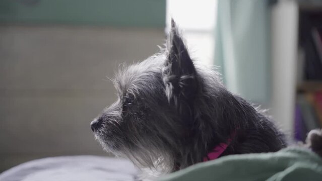Cairn Terrier Mix Close up Pan Left Greenpoint Brooklyn apt NYC