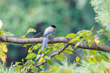美しいオナガ（カラス科）。

日本国東京都大田区、東京港野鳥公園にて。
2022年夏撮影。

Beautiful Azure-winged Magpie (Cyanopica cyanus).

Tokyo Port Wild Bird Park, Ota-ku, Tokyo, Japan. - summer 2022.
