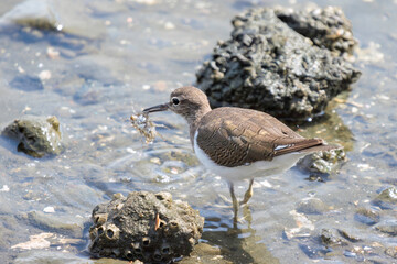 浜辺で餌を探す美しいイソシギ（シギ科）。

日本国東京都大田区、東京港野鳥公園にて。
2022年夏撮影。

Beautiful Common sandpiper (Actitis hypoleucos) searching for food on the beach.

Tokyo Port Wild Bird Park, Ota-ku, Tokyo, Japan. - summer 2022.
