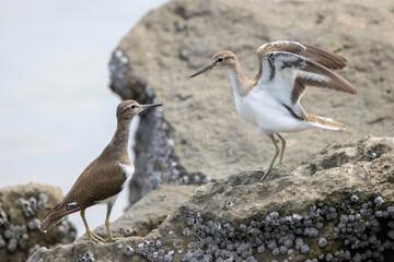 浜辺で縄張り争いをする美しいイソシギ（シギ科）2羽。

日本国東京都大田区、東京港野鳥公園にて。
2023年撮影。

Two beautiful Common sandpiper (Actitis hypoleucos) fighting for territory on the beach.

Tokyo Port Wild Bird Park, Ota-ku, Tokyo, Japan. - 