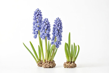 Fototapeta premium Grape Hyacinth Bulbs with Roots and Flowers on White Background
