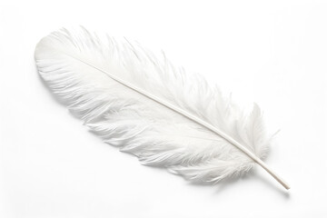 Single White Feather on White Background