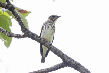 可愛いエゾビタキ（ヒタキ科）。

日本国東京都大田区、東京港野鳥公園にて。
2023年撮影。

Lovely Grey-streaked Flycatcher (Muscicapa griseisticta, family Bewick's flycatcher).

Tokyo Port Wild Bird Park, Ota-ku, Tokyo, Japan. - summer 2022.
