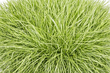 Close up of Lush Green Grass Blades