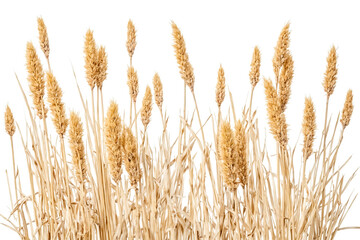 Fototapeta premium Dried pampas grass isolated on white background