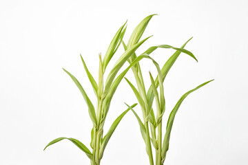 Obraz premium Green Bamboo Shoots On White Background