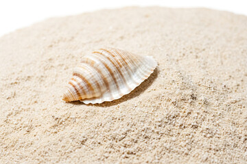 Seashell on Sand