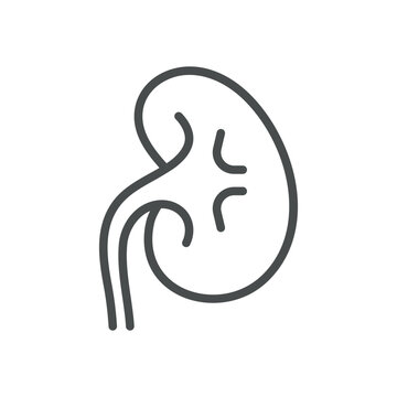 recommend clip art: Kidney Icon. Isolated Line Illustration of Human Kidney, Representing Nephrology, Renal Health, and Urinary System. Perfect for Medical and Healthcare Applications.