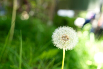 新緑の公園で見つけたふわふわのたんぽぽ