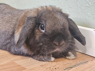 Brown holland lop bunny laying on the floor 