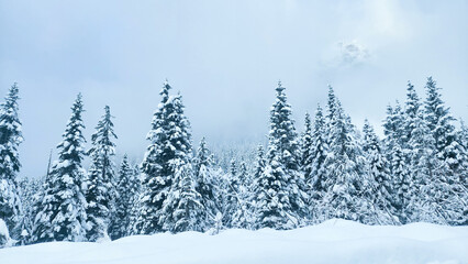Snow covered trees in the mountains 
