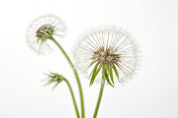 Obraz premium Dandelion Wishes