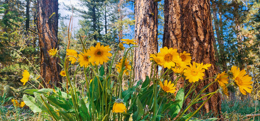 yellow wild flowers in the forest 