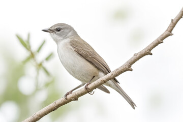 Fototapeta premium Small Grey Bird Perched on a Branch