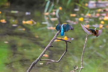 飛翔しながら激しく縄張り争いをする、可愛いカワセミ（カワセミ科）のオス2羽。

日本国東京都大田区、東京港野鳥公園にて。
2022年夏撮影。

Two lovely male Kingfisher (Alcedo atthis) in a fierce territorial battle in flight.

Tokyo Port Wild Bird Park, Ota-ku, Tokyo, 