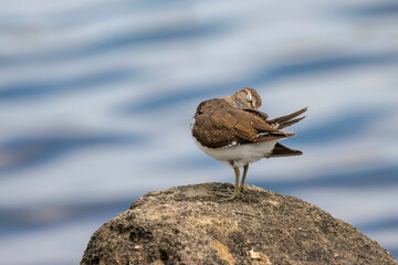 浜辺で羽づくろいする美しいイソシギ（シギ科）。

日本国東京都大田区、東京港野鳥公園にて。
2023年撮影。

Beautiful Common sandpiper (Actitis hypoleucos, family comprising snipes) in Grooming feathers　on the beach.

Tokyo Port Wild Bird Park, Ota-ku,