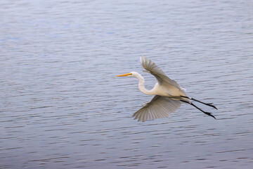 チュウサギ, Intermediate Egret,.東京港野鳥公園,.TOKYO PORT WILD BIRD PARK,.202209.CANON EOS M6 Mark II.CANON マウントアダプター EF-EOS M.SIGMA 150-600mm F5-6.3 DG OS HSM | Contemporary