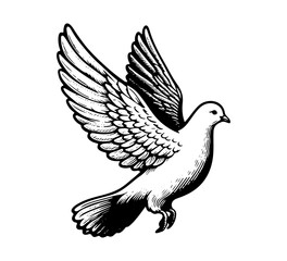 white dove bird hand drawn vintage vector