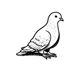 Fototapeta na wymiar white dove bird hand drawn vintage vector