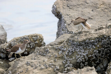 浜辺で縄張り争いをする美しいイソシギ（シギ科）2羽。

日本国東京都大田区、東京港野鳥公園にて。
2023年撮影。

Two beautiful Common sandpiper (Actitis hypoleucos) fighting for territory on the beach.

Tokyo Port Wild Bird Park, Ota-ku, Tokyo, Japan. - 