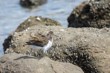 浜辺で羽づくろいする美しいイソシギ（シギ科）。

日本国東京都大田区、東京港野鳥公園にて。
2023年撮影。

Beautiful Common sandpiper (Actitis hypoleucos, family comprising snipes) in Grooming feathers　on the beach.

Tokyo Port Wild Bird Park, Ota-ku,