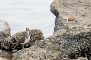 浜辺で縄張り争いをする美しいイソシギ（シギ科）2羽。

日本国東京都大田区、東京港野鳥公園にて。
2023年撮影。

Two beautiful Common sandpiper (Actitis hypoleucos) fighting for territory on the beach.

Tokyo Port Wild Bird Park, Ota-ku, Tokyo, Japan. - 