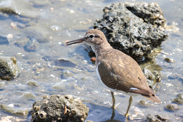 浜辺で餌を探す美しいイソシギ（シギ科）。

日本国東京都大田区、東京港野鳥公園にて。
2022年夏撮影。

Beautiful Common sandpiper (Actitis hypoleucos) searching for food on the beach.

Tokyo Port Wild Bird Park, Ota-ku, Tokyo, Japan. - summer 2022.

