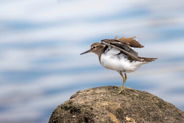 Obraz premium 浜辺で羽づくろいする美しいイソシギ（シギ科）。日本国東京都大田区、東京港野鳥公園にて。 2023年撮影。Beautiful Common sandpiper (Actitis hypoleucos, family comprising snipes) in Grooming feathers on the beach.Tokyo Port Wild Bird Park, Ota-ku,