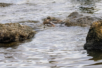 浜辺で飛び立つ美しいイソシギ（シギ科）。

日本国東京都大田区、東京港野鳥公園にて。
2022年夏撮影。

Beautiful Common sandpiper (Actitis hypoleucos, family comprising snipes) in flight on the beach.

Tokyo Port Wild Bird Park, Ota-ku, Tokyo, Japan