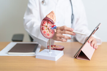 Doctor with Kidney Adrenal gland anatomy model and tablet. disease of Urinary system and Stones,...