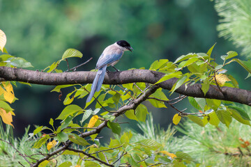 美しいオナガ（カラス科）。

日本国東京都大田区、東京港野鳥公園にて。
2022年夏撮影。

Beautiful Azure-winged Magpie (Cyanopica cyanus).

Tokyo Port Wild Bird Park, Ota-ku, Tokyo, Japan. - summer 2022.
