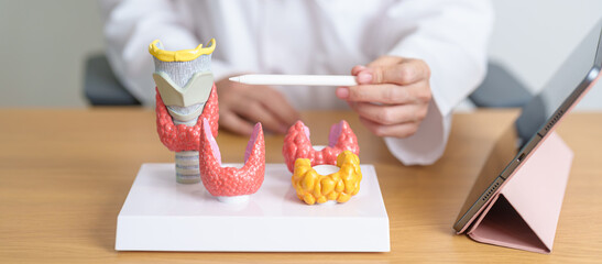 Doctor with human Thyroid anatomy model and tablet. Hyperthyroidism, Hypothyroidism, Hashimoto Thyroiditis, Thyroid Tumor and Cancer, Postpartum, Papillary Carcinoma and Health concept