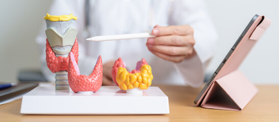 Doctor with human Thyroid anatomy model and tablet. Hyperthyroidism, Hypothyroidism, Hashimoto Thyroiditis, Thyroid Tumor and Cancer, Postpartum, Papillary Carcinoma and Health concept