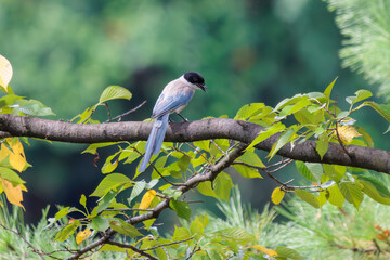 美しいオナガ（カラス科）。

日本国東京都大田区、東京港野鳥公園にて。
2022年夏撮影。

Beautiful Azure-winged Magpie (Cyanopica cyanus).

Tokyo Port Wild Bird Park, Ota-ku, Tokyo, Japan. - summer 2022.
