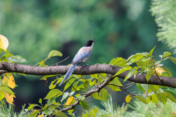 美しいオナガ（カラス科）。

日本国東京都大田区、東京港野鳥公園にて。
2022年夏撮影。

Beautiful Azure-winged Magpie (Cyanopica cyanus).

Tokyo Port Wild Bird Park, Ota-ku, Tokyo, Japan. - summer 2022.
