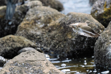 浜辺で飛び立つ美しいイソシギ（シギ科）。

日本国東京都大田区、東京港野鳥公園にて。
2022年夏撮影。

Beautiful Common sandpiper (Actitis hypoleucos, family comprising snipes) in flight on the beach.

Tokyo Port Wild Bird Park, Ota-ku, Tokyo, Japan