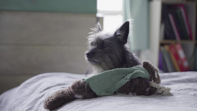 Dog puppy Cairn Terrier Mix on bed pan right Brooklyn New York 4K