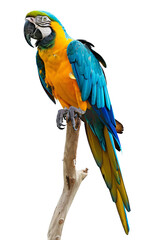 Fototapeta premium Macaw parrot isolated on white background