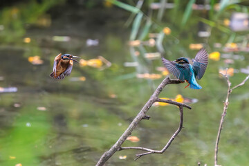 飛翔しながら激しく縄張り争いをする、可愛いカワセミ（カワセミ科）のオス2羽。

日本国東京都大田区、東京港野鳥公園にて。
2022年夏撮影。

Two lovely male Kingfisher (Alcedo atthis) in a fierce territorial battle in flight.

Tokyo Port Wild Bird Park, Ota-ku, Tokyo, 