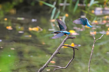 飛翔しながら激しく縄張り争いをする、可愛いカワセミ（カワセミ科）のオス2羽。

日本国東京都大田区、東京港野鳥公園にて。
2022年夏撮影。

Two lovely male Kingfisher (Alcedo atthis) in a fierce territorial battle in flight.

Tokyo Port Wild Bird Park, Ota-ku, Tokyo, 