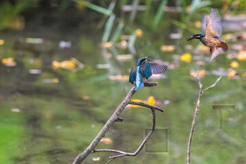 飛翔しながら激しく縄張り争いをする、可愛いカワセミ（カワセミ科）のオス2羽。

日本国東京都大田区、東京港野鳥公園にて。
2022年夏撮影。

Two lovely male Kingfisher (Alcedo atthis) in a fierce territorial battle in flight.

Tokyo Port Wild Bird Park, Ota-ku, Tokyo, 