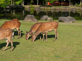【奈良公園】芝を食べる鹿の群れと池の風景