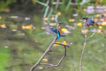 飛翔しながら激しく縄張り争いをする、可愛いカワセミ（カワセミ科）のオス2羽。

日本国東京都大田区、東京港野鳥公園にて。
2022年夏撮影。

Two lovely male Kingfisher (Alcedo atthis) in a fierce territorial battle in flight.

Tokyo Port Wild Bird Park, Ota-ku, Tokyo, 
