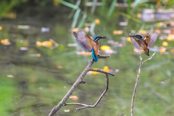 飛翔しながら激しく縄張り争いをする、可愛いカワセミ（カワセミ科）のオス2羽。

日本国東京都大田区、東京港野鳥公園にて。
2022年夏撮影。

Two lovely male Kingfisher (Alcedo atthis) in a fierce territorial battle in flight.

Tokyo Port Wild Bird Park, Ota-ku, Tokyo, 