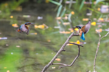 飛翔しながら激しく縄張り争いをする、可愛いカワセミ（カワセミ科）のオス2羽。

日本国東京都大田区、東京港野鳥公園にて。
2022年夏撮影。

Two lovely male Kingfisher (Alcedo atthis) in a fierce territorial battle in flight.

Tokyo Port Wild Bird Park, Ota-ku, Tokyo, 